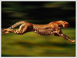 FreePascal cheetah